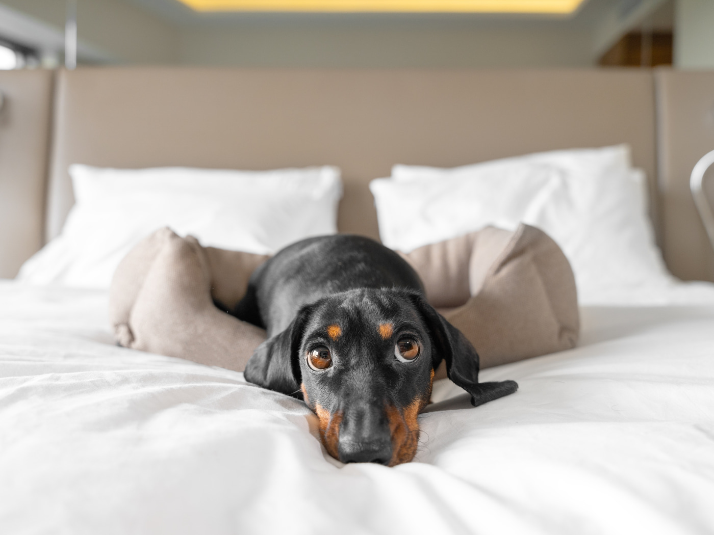 Hotel dog friendly