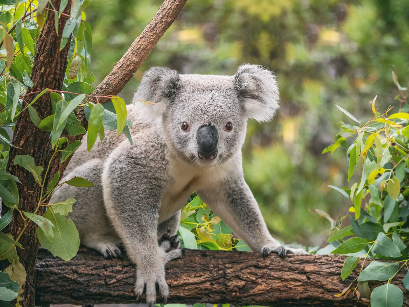 Koala, albero di eucalipto