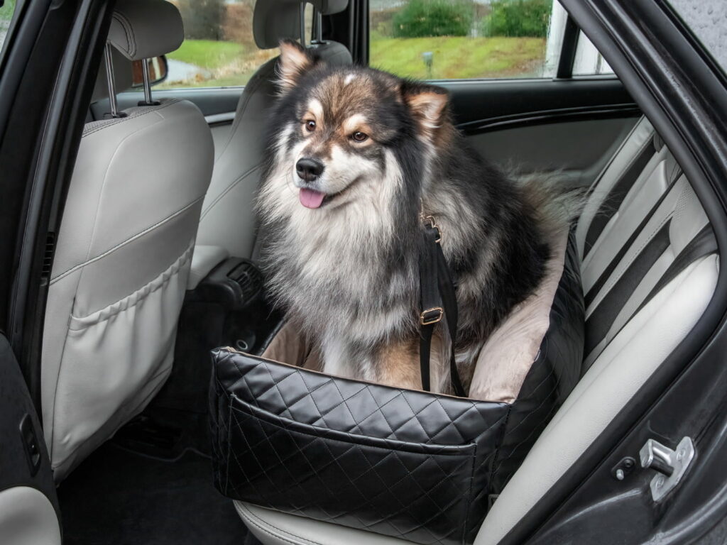 Viaggiare in auto con Fido