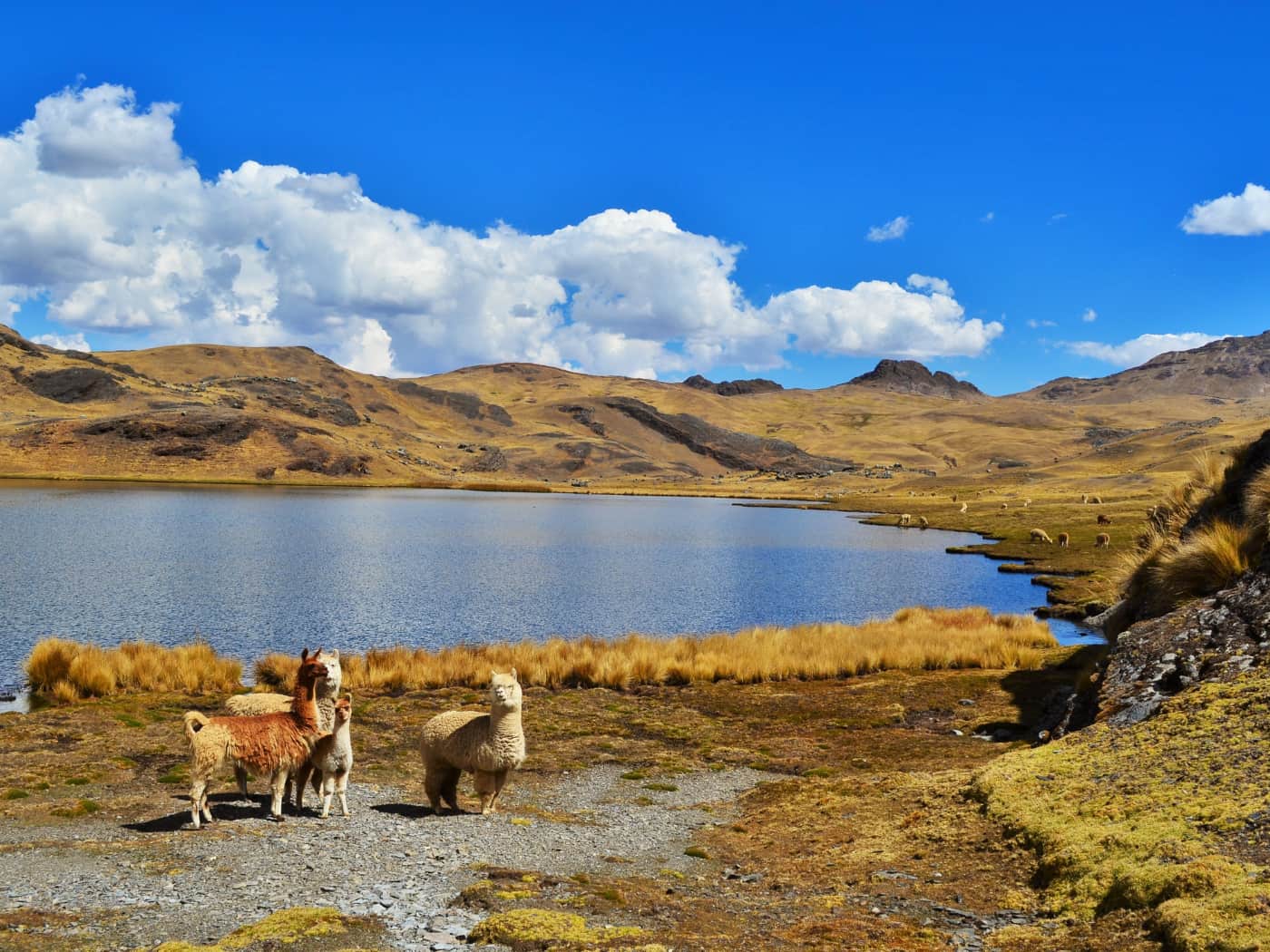 Alpaca nella laguna di Ipsaycocha, lungo il percorso di trekking di Lares, Cusco.