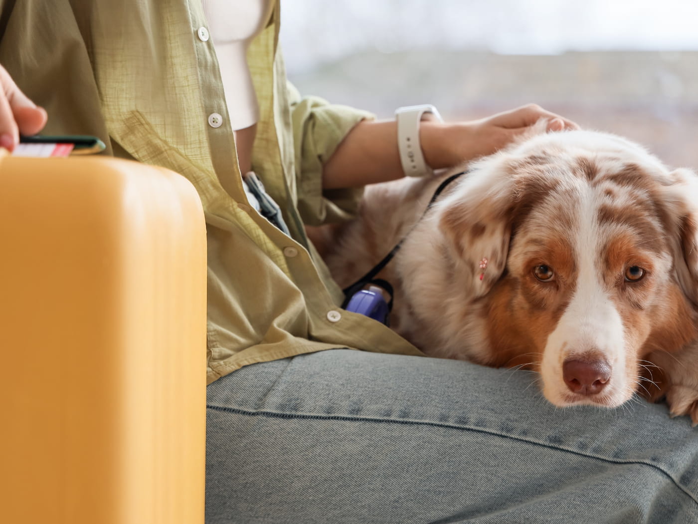 Viaggiare con cani di taglia grande. Foto di Pixel-Shot/Shutterstock