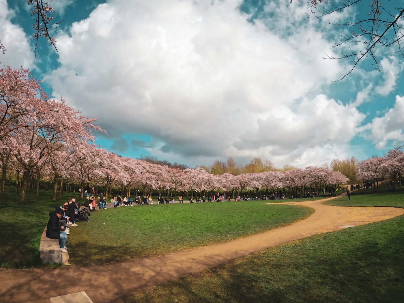 Amsterdam, tra ciliegi e tulipani
