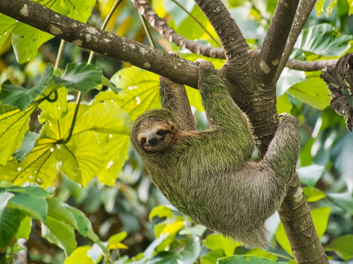 Bradipo, Costa Rica. Al Carrera/Shutterstock
