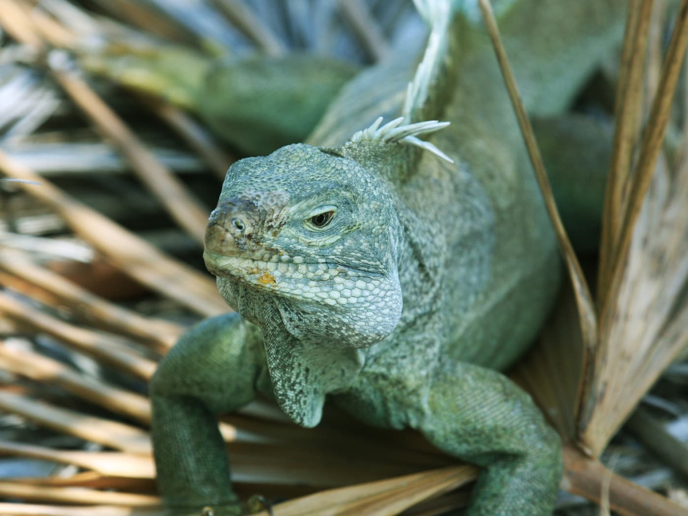 Turks and Caicos, Iguana Island