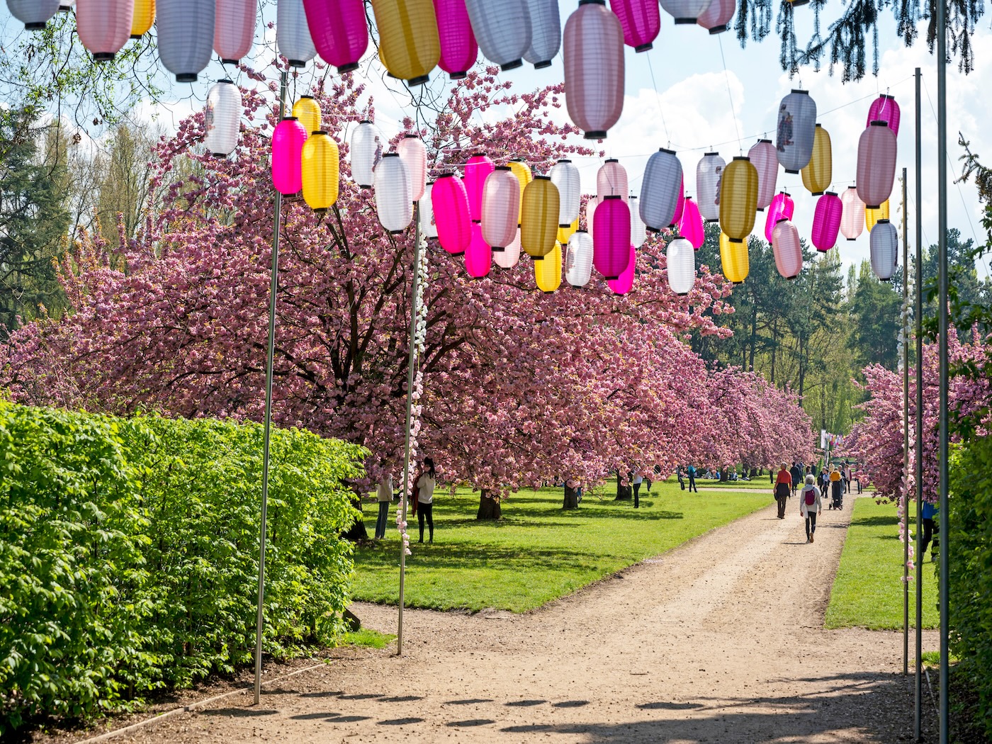 Parigi e i ciliegi del Parc de Sceaux
