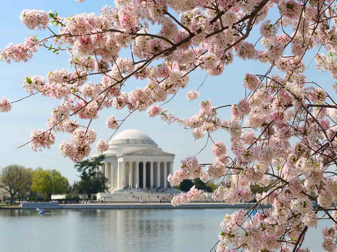 Washington D.C., il festival dei ciliegi