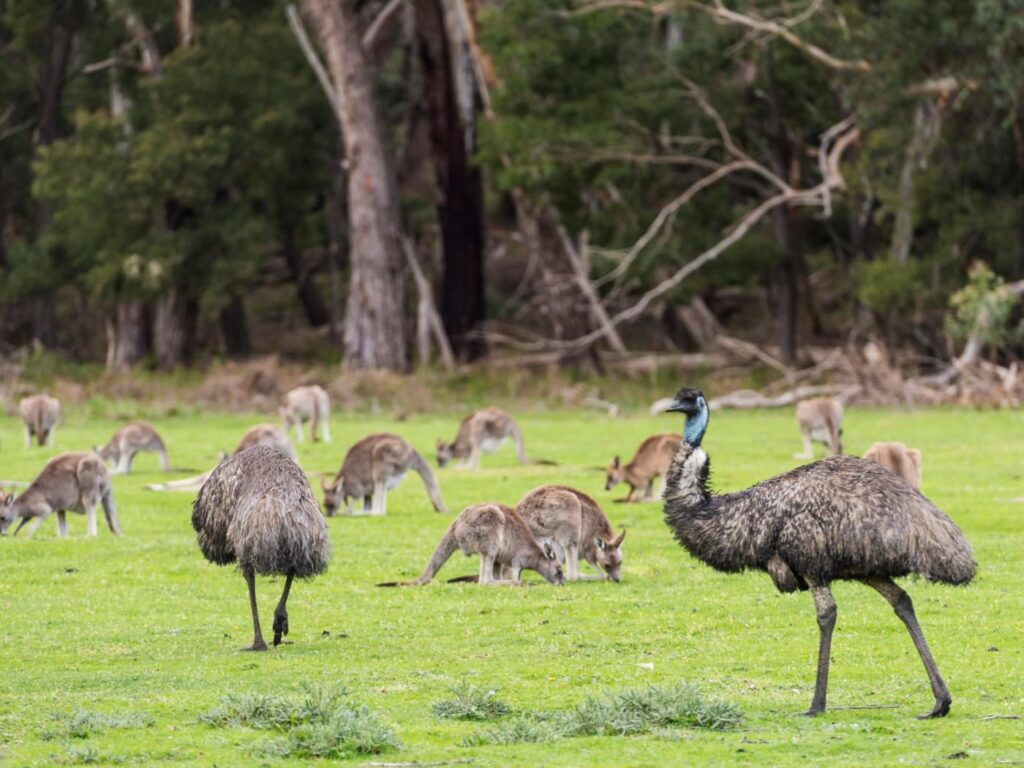 Wildlife Grampians