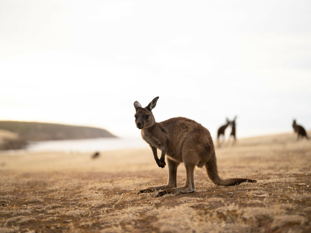 Grande migrazione Masai Mara. Foto di Harry Collins Photography/Shutterstock
