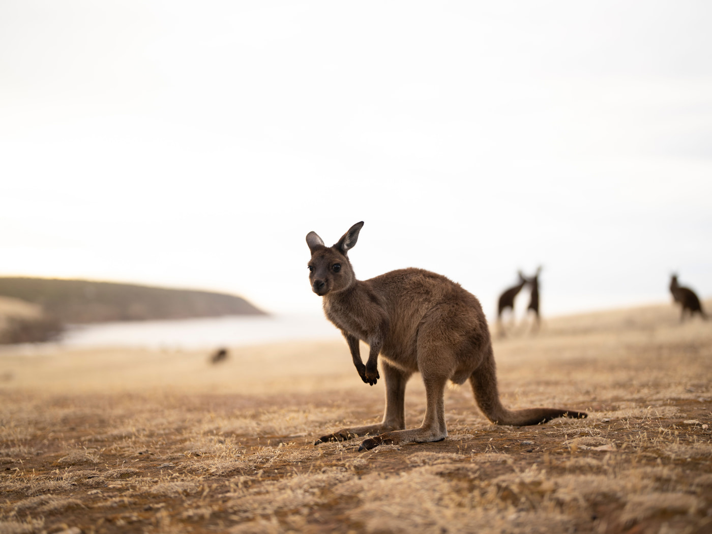 Grande migrazione Masai Mara. Foto di Harry Collins Photography/Shutterstock