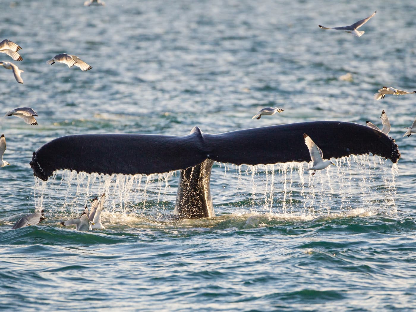 Isole Lofoten - Norvegia