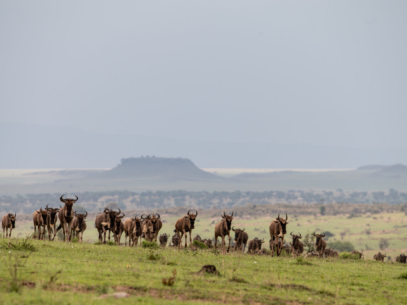 Maasai Mara - Kenya