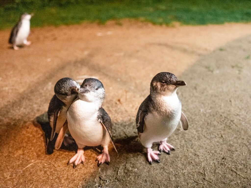 Penguin Parade