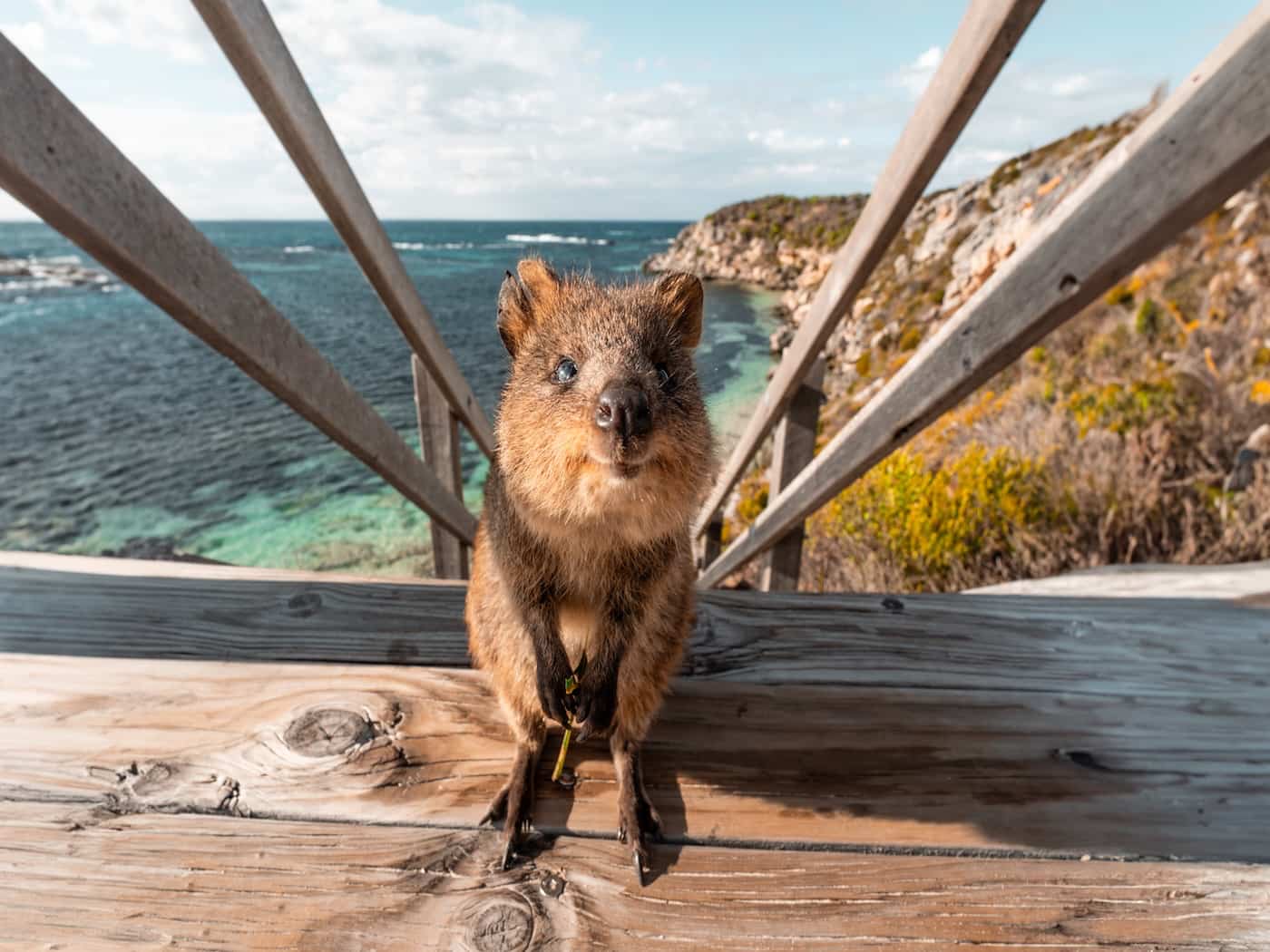 Rottnest Island: un paradiso a due passi dalla città