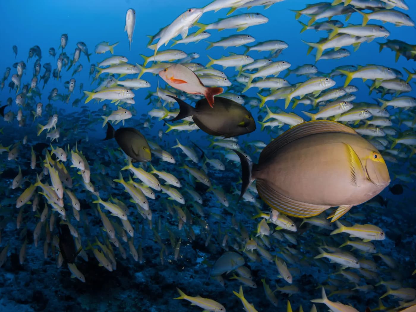 Tainui Atea. Foto Grégory Lecoeur/Tahiti Tourisme