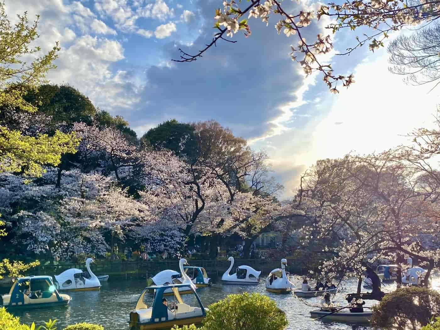 Kichijoji e il fascino senza tempo del Parco Inokashira