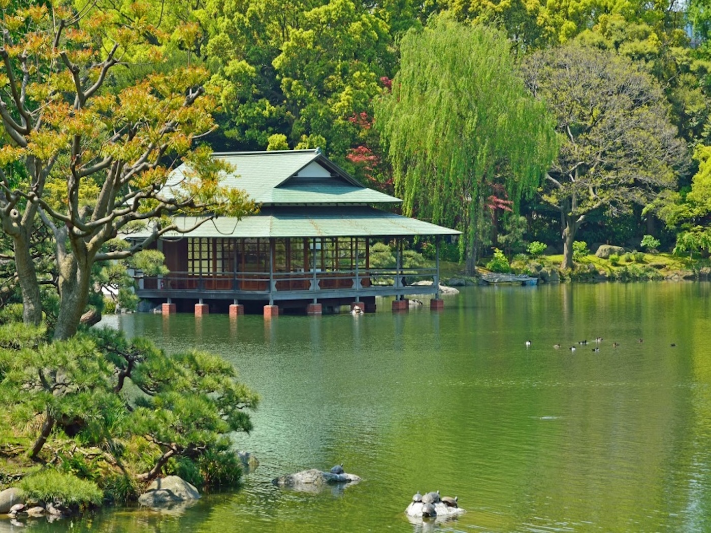 Il raffinato equilibrio del Giardino Kiyosumi