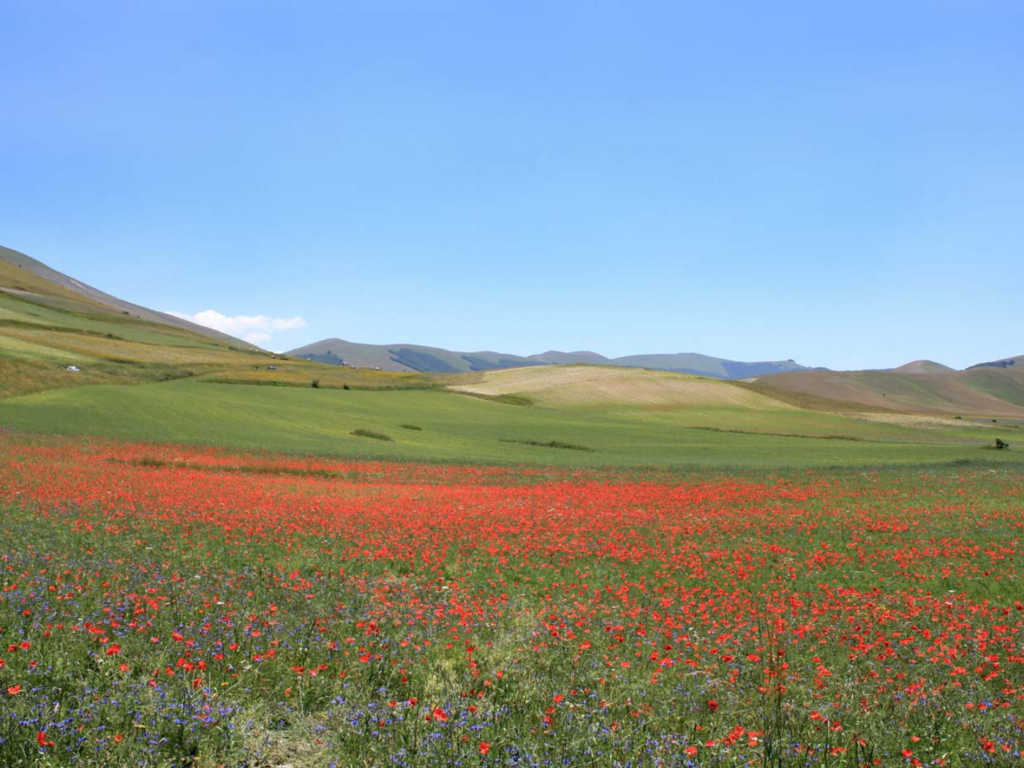 fioritura-castelluccio-di-norcia-quando-andare-dove-vederla