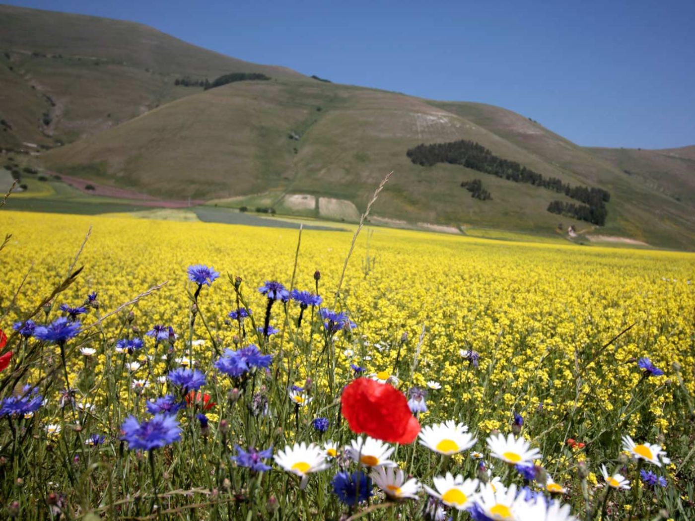 fioritura-castelluccio-di-norcia
