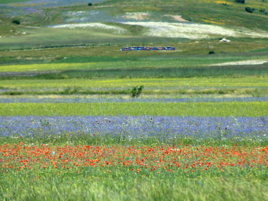 fioritura-castelluccio-norcia-quando-andare-dove-vederla