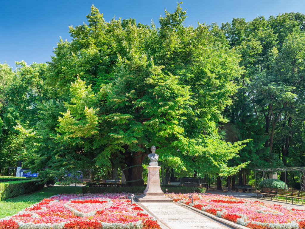 iasi-romania-cosa-vedere-guida-capitale-culturale-albero-tiglio-500-anni