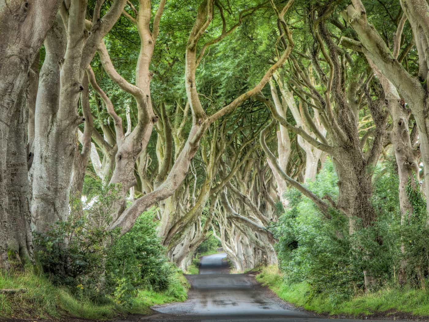 Dark Hedges - Irlanda