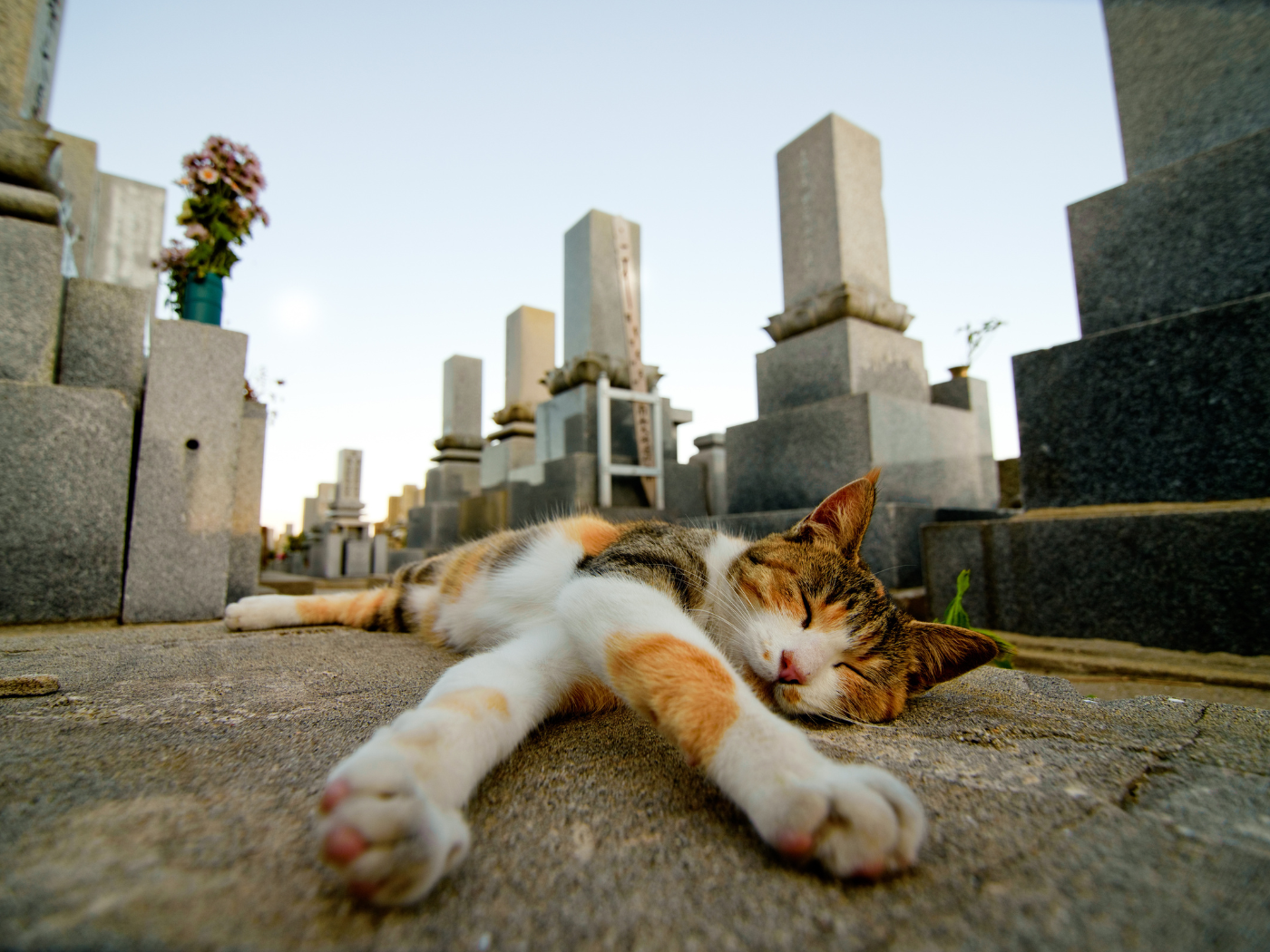 isole-gatti-giappone-guida-tashirojima-aoshima
