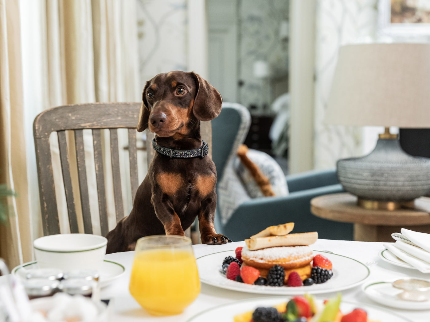 Pet concierge e servizi su misura a Londra