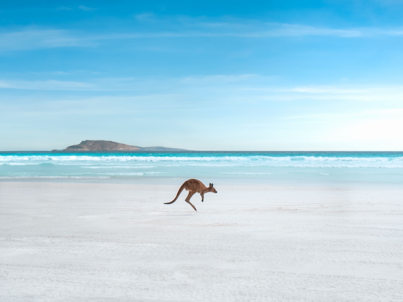 Lucky Bay, la spiaggia dove i canguri prendono il sole accanto ai bagnanti
