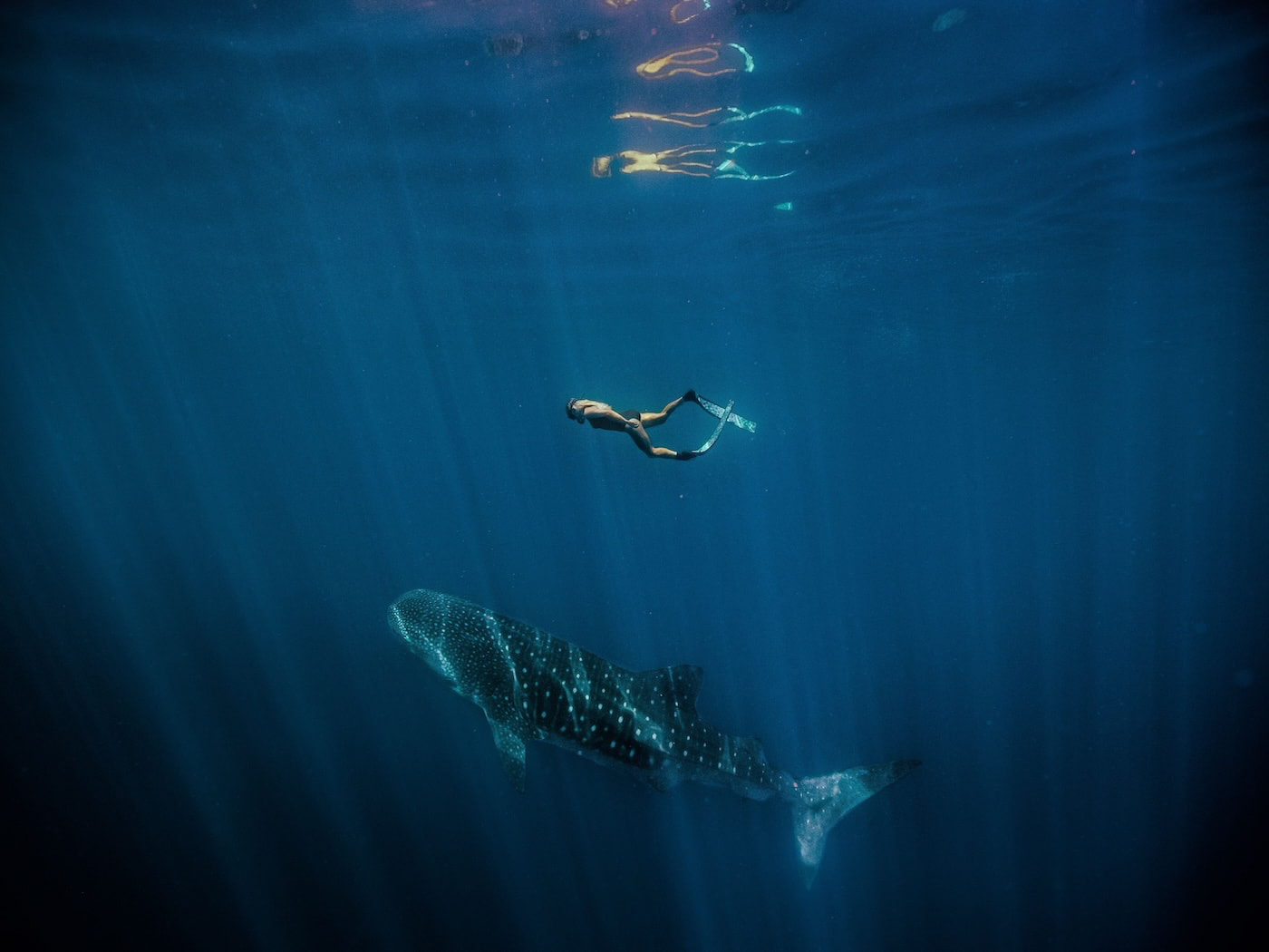 Ningaloo Reef, dove si nuota insieme al gigante gentile degli oceani