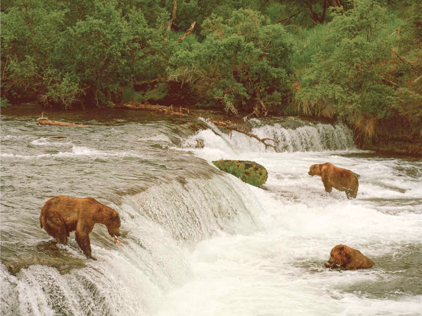 Orsi che catturano salmoni a Brooks Falls, nel Katmai National Park