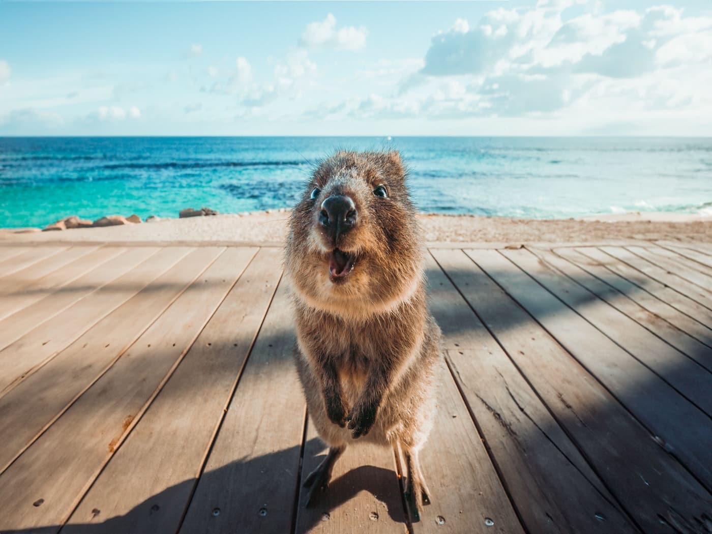 Il sorriso del quokka, il marsupiale che vive felice a Rottnest Island