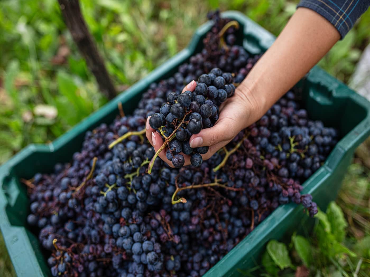 II rito della vendemmia, del vino novello e dell'olio nuovo