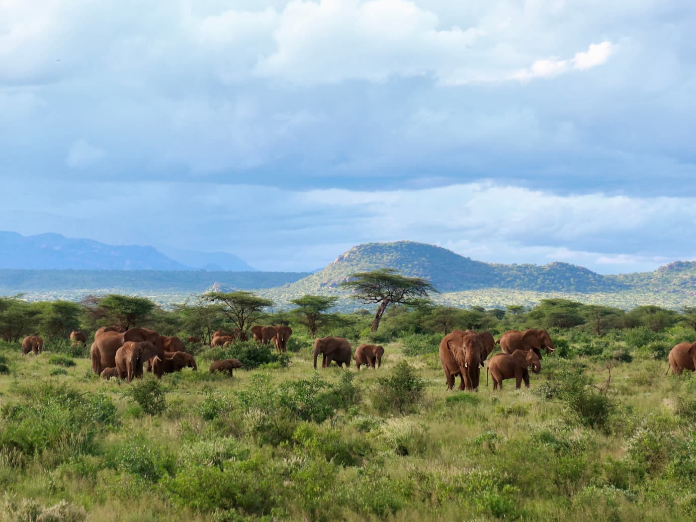 Samburu National Reserve - Kenya