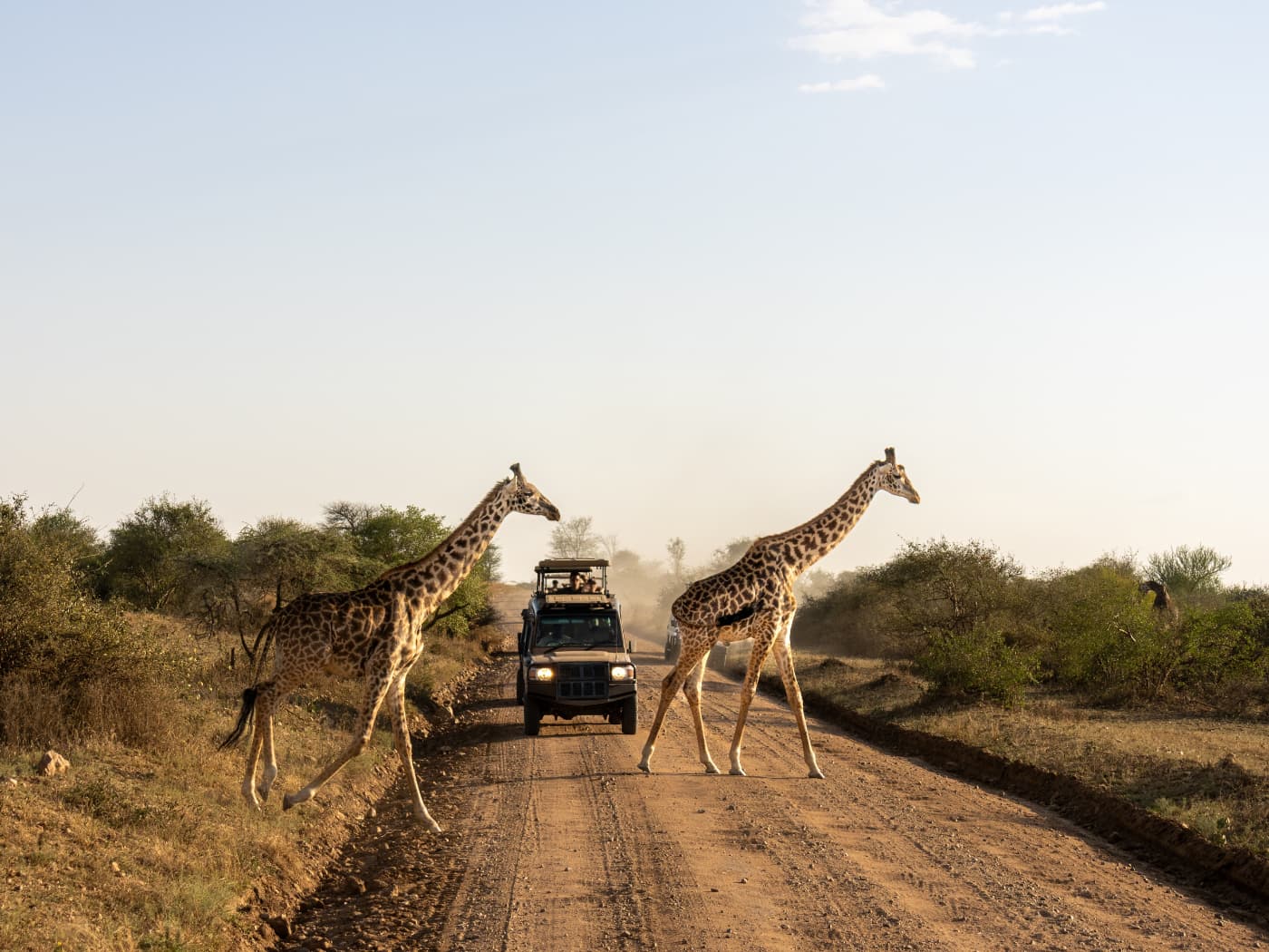 Safari nella savana del Parco Nazionale del Serengeti, Tanzania