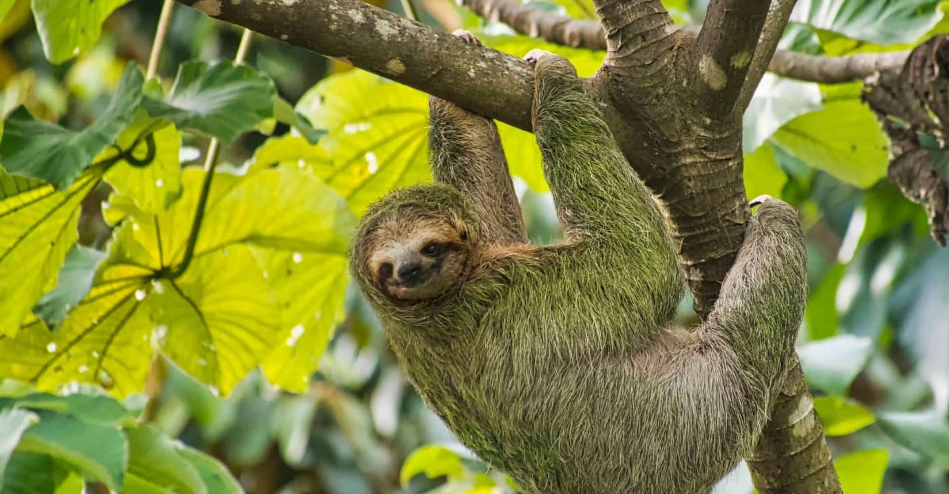 Bradipo, Costa Rica. Al Carrera/Shutterstock