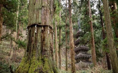 Haguro © Tohoku Tourism Promotion Organization