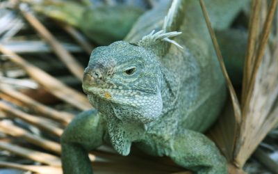 Turks and Caicos, Iguana Island