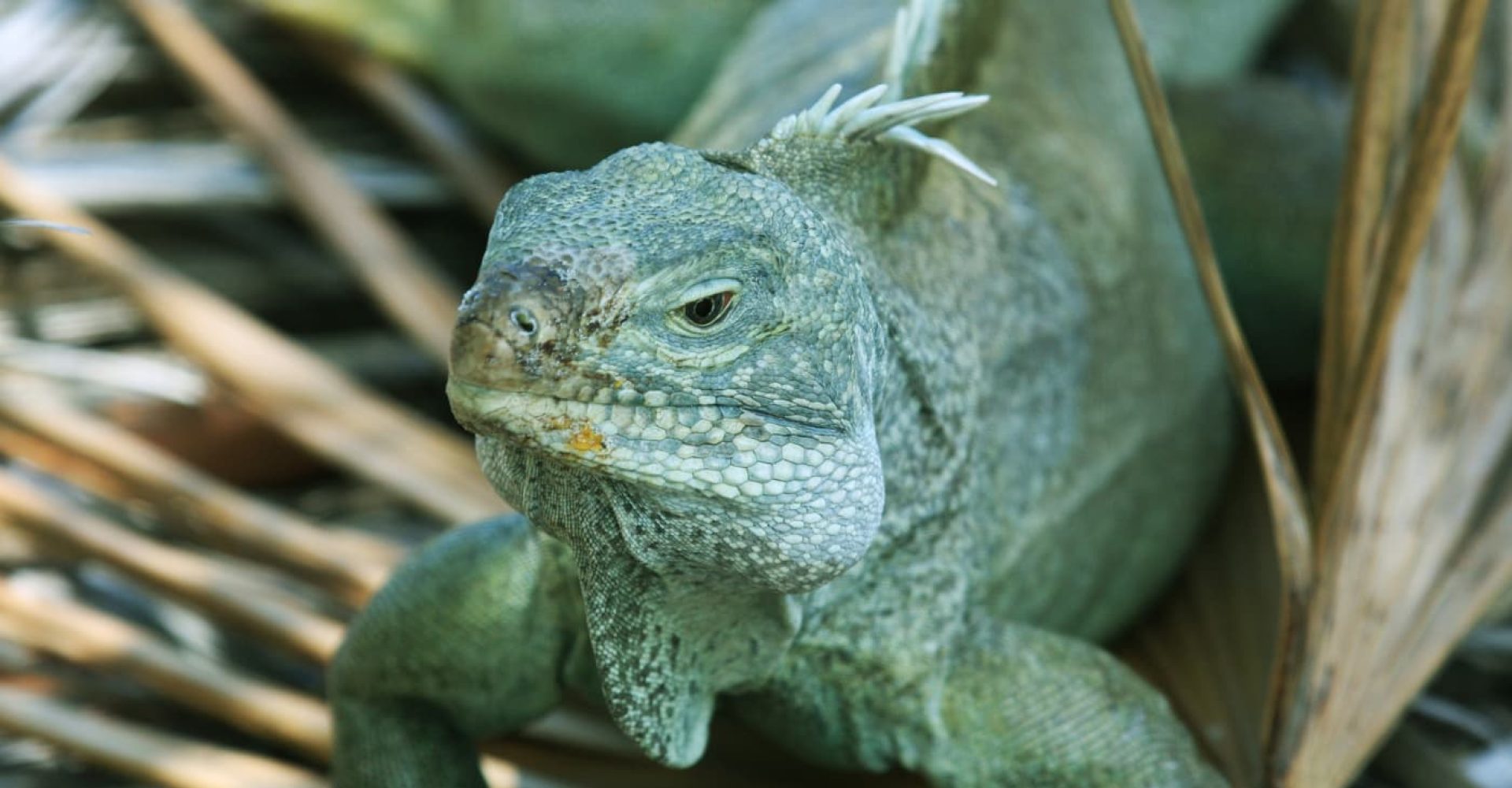 Turks and Caicos, Iguana Island