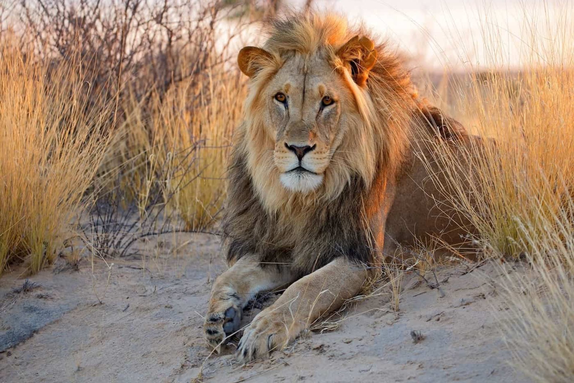 Kalahari lion-2