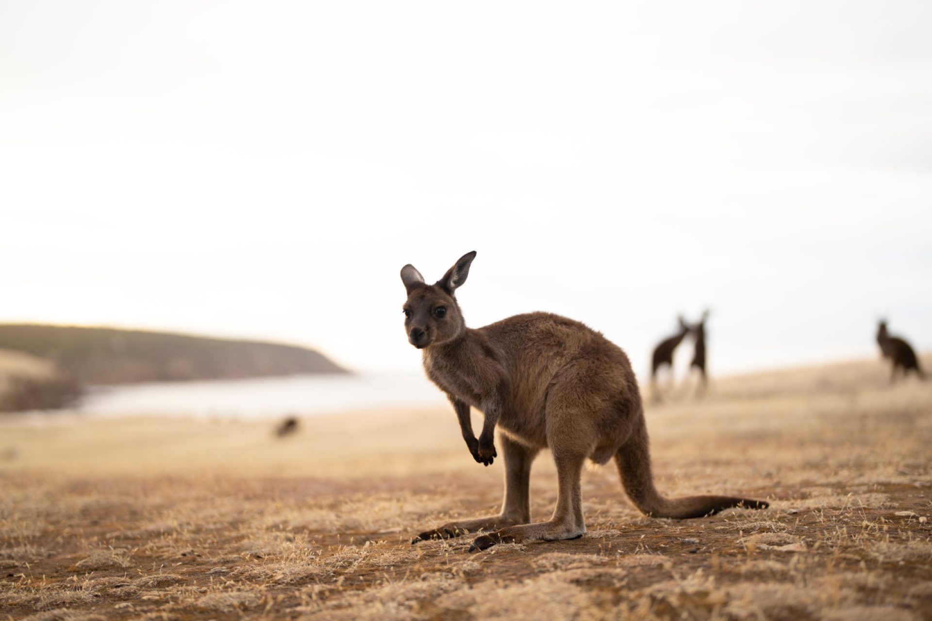 Grande migrazione Masai Mara. Foto di Harry Collins Photography/Shutterstock