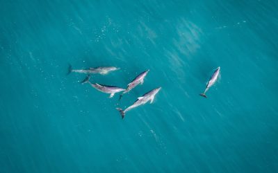 Monkey Mia, Shark Bay ©Tourism Western Australia-2