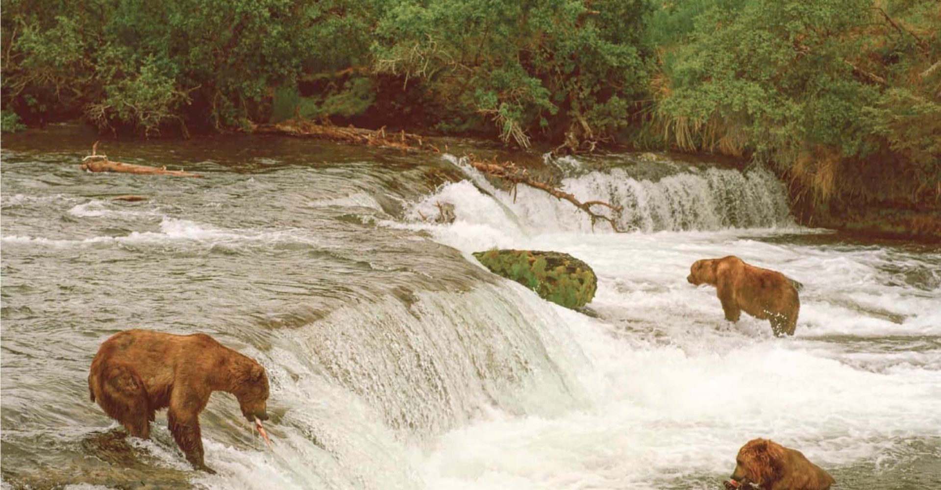 Orsi che catturano salmoni a Brooks Falls, nel Katmai National Park