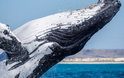 Una megattera presso la barriera corallina di Ningaloo, in Australia - Credit: Rosie Leaney/Getty Images