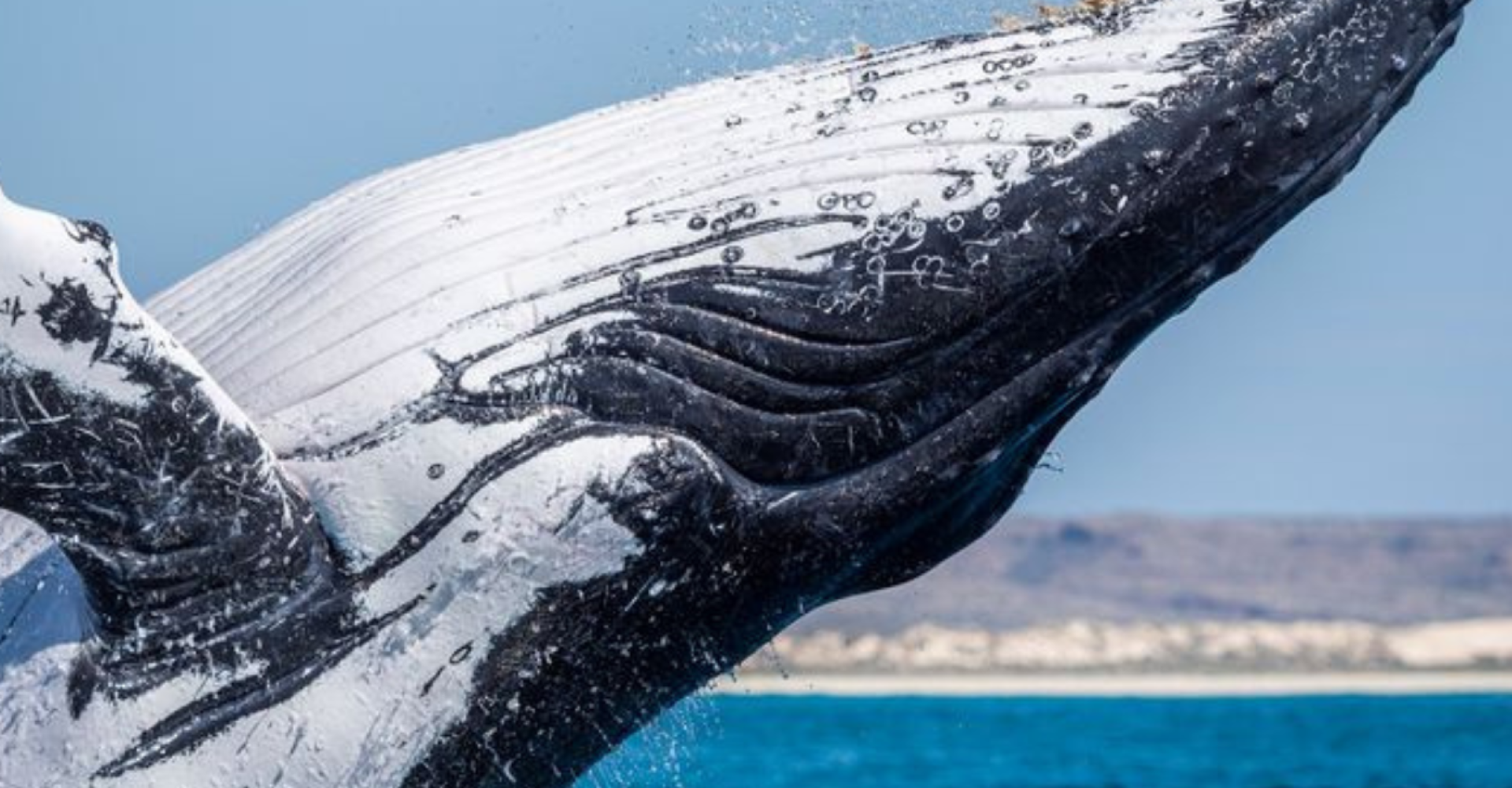 Una megattera presso la barriera corallina di Ningaloo, in Australia - Credit: Rosie Leaney/Getty Images