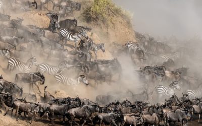 Grande migrazione Masai Mara.