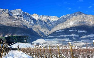 Cantina Tramin, firmata
dall’architetto Werner Tscholl, con la sua struttura che richiama i tralci di vite, si integra perfettamente nel paesaggio di Termeno