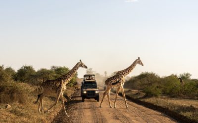 Safari nella savana del Parco Nazionale del Serengeti, Tanzania