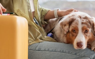 Viaggiare con cani di taglia grande. Foto di Pixel-Shot/Shutterstock