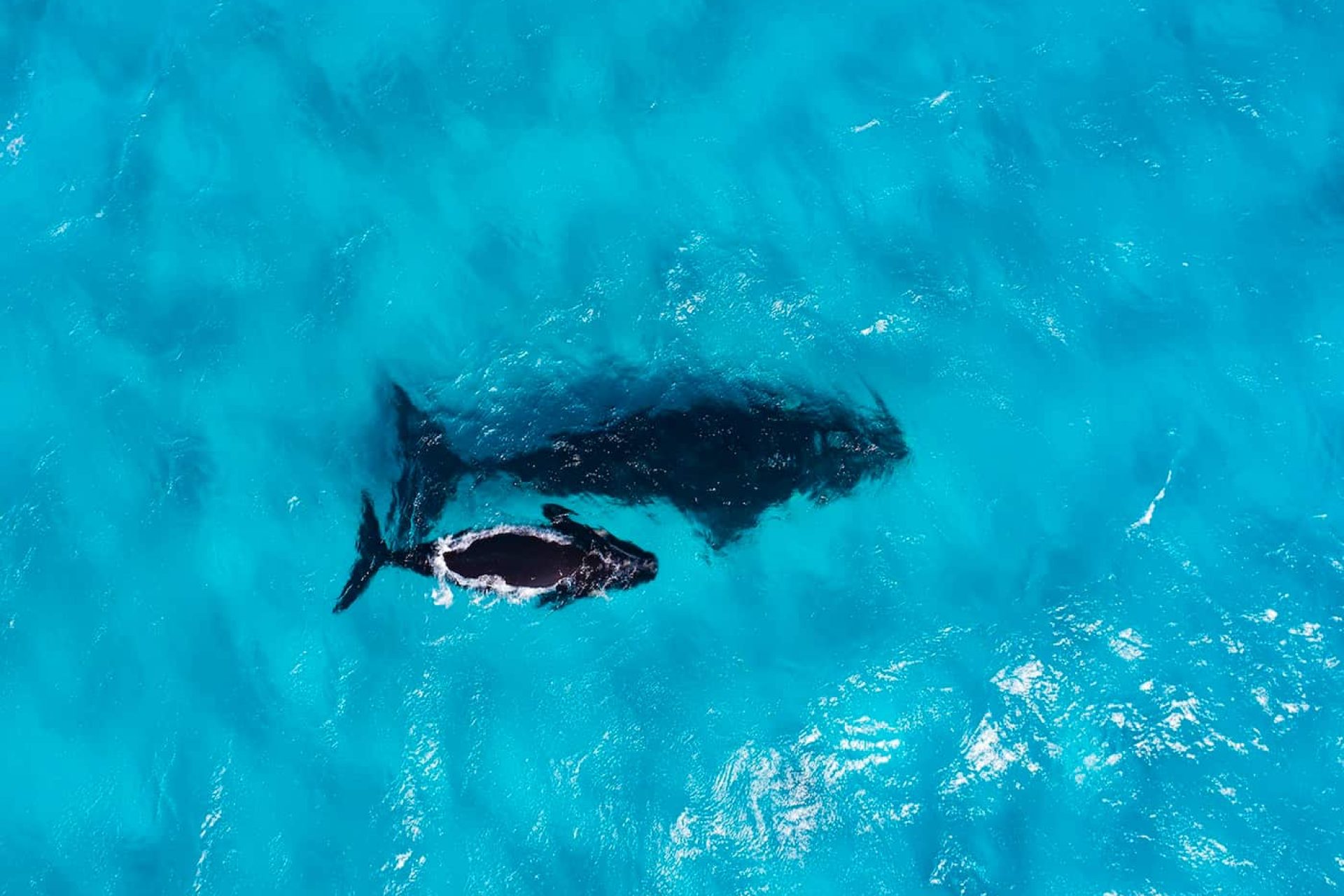 Whales swimming, Cape Arid National Park Coastline (c)Tourism Western Australia-2