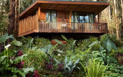 One&Only Gorilla's Nest